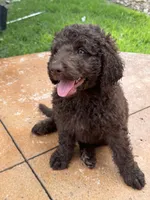 Violet - F1B Labradoodle, a female Labradoodle for sale in Liberty Hill, TX – 6 of 6