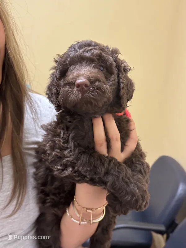Cookie - F1B Labradoodle – Labradoodle puppy for sale in Liberty Hill, TX