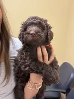 Cookie - F1B Labradoodle, a female Labradoodle for sale in Liberty Hill, TX – 1 of 3