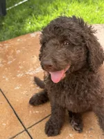 Violet - F1B Labradoodle, a female Labradoodle for sale in Liberty Hill, TX – 1 of 6