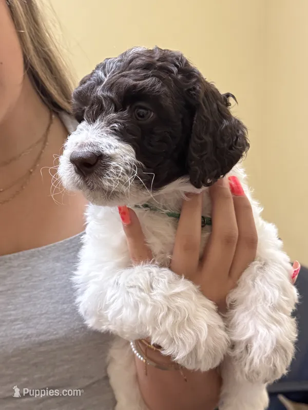 Brookie- F1B Labradoodle – Labradoodle puppy for sale in Liberty Hill, TX