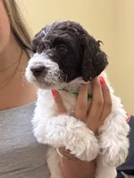 Brookie- F1B Labradoodle, a female Labradoodle for sale in Liberty Hill, TX – 1 of 7