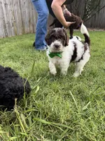 Brookie- F1B Labradoodle, a female Labradoodle for sale in Liberty Hill, TX – 7 of 7