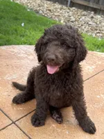 Violet - F1B Labradoodle, a female Labradoodle for sale in Liberty Hill, TX – 4 of 6