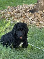 Steele - F1B Labradoodle, a male Labradoodle for sale in Liberty Hill, TX – 4 of 5
