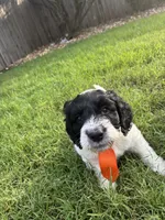 Chungus- F1B Labradoodle, a male Labradoodle for sale in Liberty Hill, TX – 5 of 8