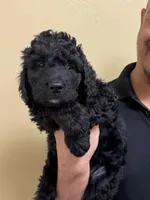 Steele - F1B Labradoodle, a male Labradoodle for sale in Liberty Hill, TX – 2 of 5