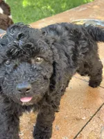  Lil’ Bit - F1B Labradoodle, a female Labradoodle for sale in Liberty Hill, TX – 2 of 6