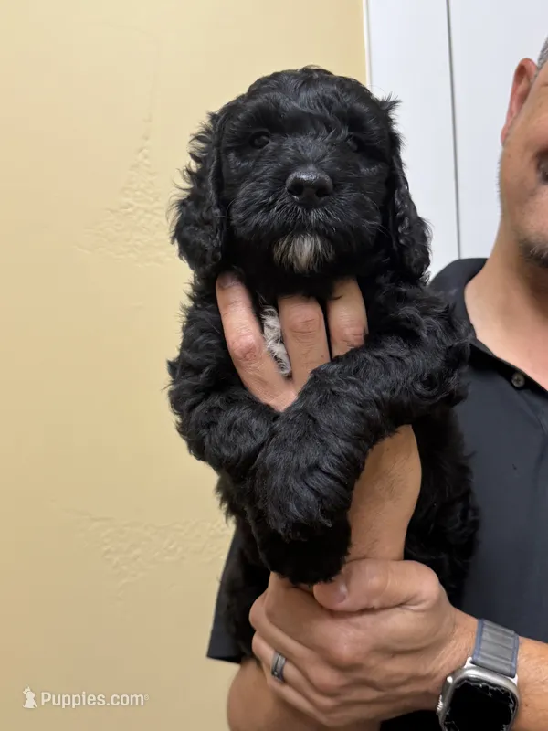 Jett - F1B Labradoodle – Labradoodle puppy for sale in Liberty Hill, TX
