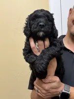 Jett - F1B Labradoodle, a male Labradoodle for sale in Liberty Hill, TX – 1 of 5