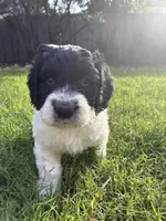 Chungus- F1B Labradoodle, a male Labradoodle for sale in Liberty Hill, TX – 3 of 8