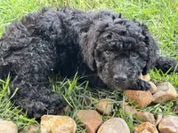  Lil’ Bit - F1B Labradoodle, a female Labradoodle for sale in Liberty Hill, TX – 1 of 6