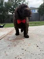 Cookie - F1B Labradoodle, a female Labradoodle for sale in Liberty Hill, TX – 2 of 3