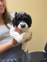 Chungus- F1B Labradoodle, a male Labradoodle for sale in Liberty Hill, TX – 2 of 8