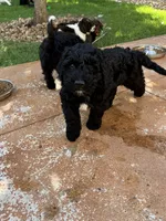 Jett - F1B Labradoodle, a male Labradoodle for sale in Liberty Hill, TX – 5 of 5