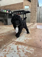 Steele - F1B Labradoodle, a male Labradoodle for sale in Liberty Hill, TX – 5 of 5