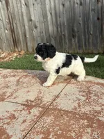 Chungus- F1B Labradoodle, a male Labradoodle for sale in Liberty Hill, TX – 8 of 8