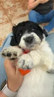 Chungus- F1B Labradoodle, a male Labradoodle for sale in Liberty Hill, TX – 4 of 8