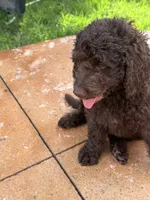 Violet - F1B Labradoodle, a female Labradoodle for sale in Liberty Hill, TX – 3 of 6