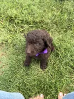 Violet - F1B Labradoodle, a female Labradoodle for sale in Liberty Hill, TX – 5 of 6