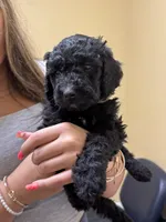  Lil’ Bit - F1B Labradoodle, a female Labradoodle for sale in Liberty Hill, TX – 4 of 6