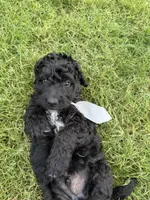 Jett - F1B Labradoodle, a male Labradoodle for sale in Liberty Hill, TX – 3 of 5