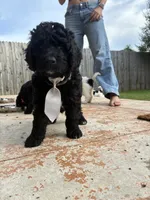 Steele - F1B Labradoodle, a male Labradoodle for sale in Liberty Hill, TX – 3 of 5