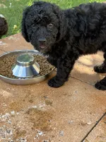  Lil’ Bit - F1B Labradoodle, a female Labradoodle for sale in Liberty Hill, TX – 3 of 6