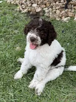 Brookie- F1B Labradoodle, a female Labradoodle for sale in Liberty Hill, TX – 2 of 7