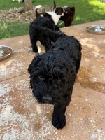 Jett - F1B Labradoodle, a male Labradoodle for sale in Liberty Hill, TX – 4 of 5