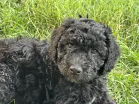  Lil’ Bit - F1B Labradoodle, a female Labradoodle for sale in Liberty Hill, TX – 6 of 6