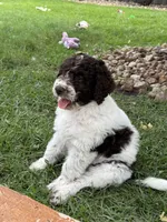 Brookie- F1B Labradoodle, a female Labradoodle for sale in Liberty Hill, TX – 4 of 7