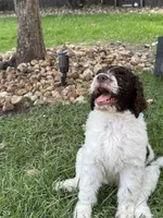 Brookie- F1B Labradoodle, a female Labradoodle for sale in Liberty Hill, TX – 3 of 7