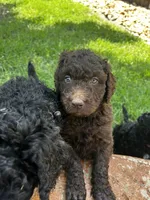 Violet - F1B Labradoodle, a female Labradoodle for sale in Liberty Hill, TX – 2 of 6