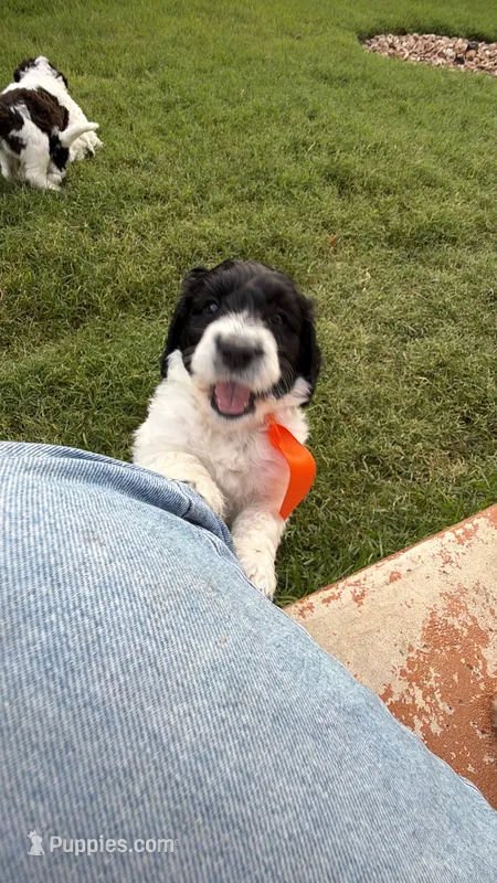 Chungus- F1B Labradoodle – Labradoodle puppy for sale in Liberty Hill, TX