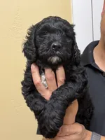 Jett - F1B Labradoodle, a male Labradoodle for sale in Liberty Hill, TX – 2 of 5