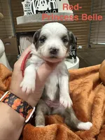 Princess Belle, a female Toy Australian Shepherd for sale in Lakeland, FL – 2 of 3