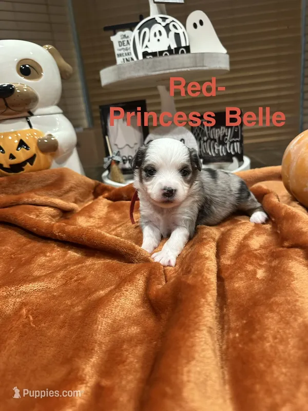 Princess Belle – Toy Australian Shepherd puppy for sale in Lakeland, FL