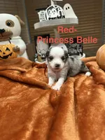 Princess Belle, a female Toy Australian Shepherd for sale in Lakeland, FL – 1 of 3