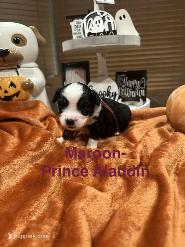 Prince Aladdin – Toy Australian Shepherd puppy for sale in Lakeland, FL