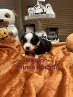 Prince Aladdin, a male Toy Australian Shepherd for sale in Lakeland, FL – 1 of 3