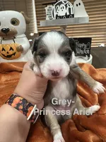 Princess Ariel, a female Toy Australian Shepherd for sale in Lakeland, FL – 2 of 3