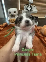 Princess Tiana, a female Toy Australian Shepherd for sale in Lakeland, FL – 2 of 3