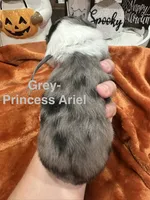 Princess Ariel, a female Toy Australian Shepherd for sale in Lakeland, FL – 3 of 3