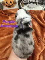Princess  Anastasia , a female Toy Australian Shepherd for sale in Lakeland, FL – 2 of 3