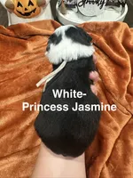 Princess Jasmine, a female Toy Australian Shepherd for sale in Lakeland, FL – 2 of 3
