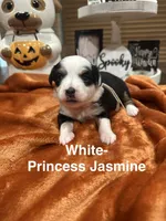 Princess Jasmine, a female Toy Australian Shepherd for sale in Lakeland, FL – 3 of 3