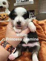 Princess Jasmine, a female Toy Australian Shepherd for sale in Lakeland, FL – 1 of 3