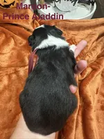 Prince Aladdin, a male Toy Australian Shepherd for sale in Lakeland, FL – 2 of 3