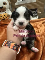 Prince Aladdin, a male Toy Australian Shepherd for sale in Lakeland, FL – 3 of 3